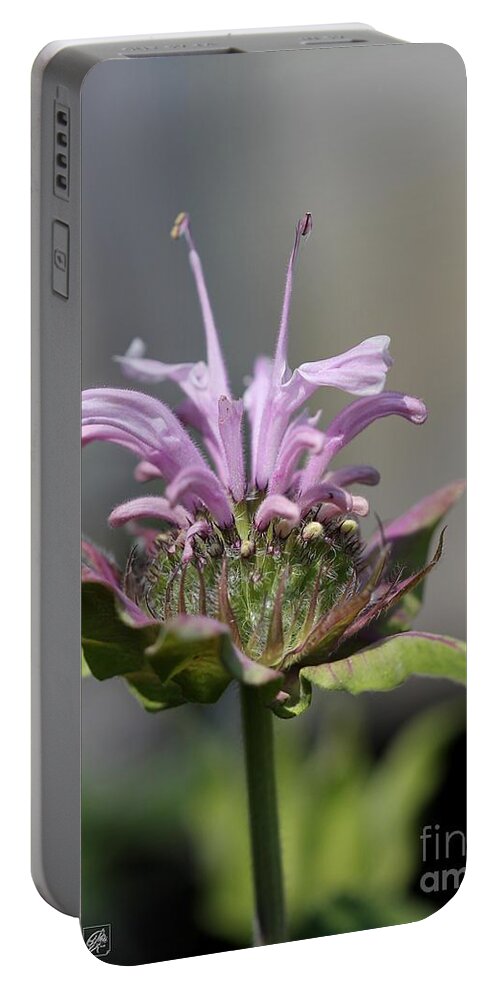 Bee Balm Portable Battery Charger featuring the photograph Bee Balm from the Panorama Mix by J McCombie