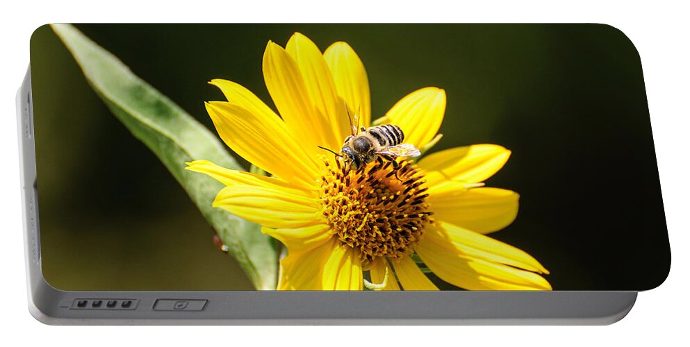 Flower Portable Battery Charger featuring the photograph Bee flower by John Johnson