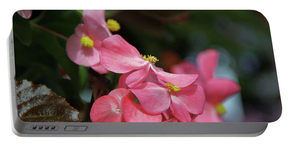 Pacific Northwest Portable Battery Charger featuring the photograph Begonia Beauty by Ed Riche