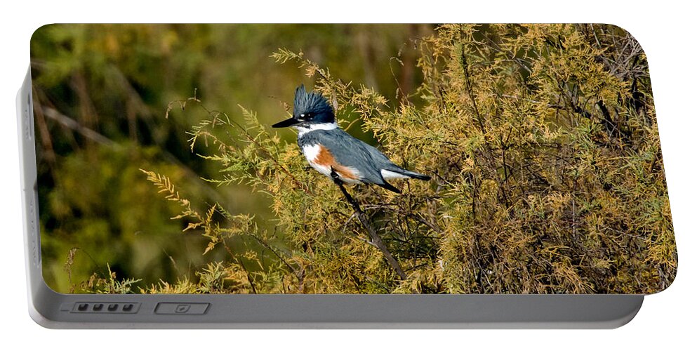 Vertical Portable Battery Charger featuring the photograph Belted Kingfisher Female by Anthony Mercieca