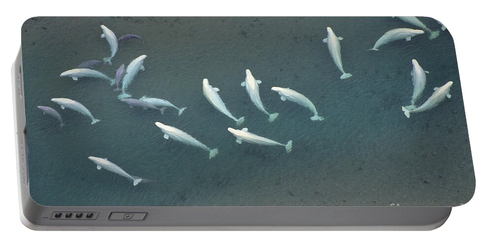Aerial Portable Battery Charger featuring the photograph Beluga Whales, Canadian Arctic by Art Wolfe
