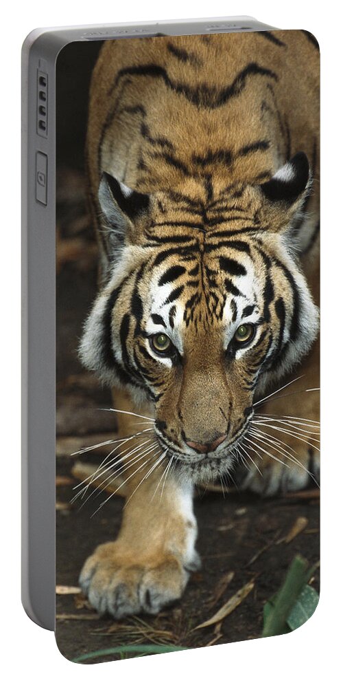 Feb0514 Portable Battery Charger featuring the photograph Bengal Tiger Approaching by San Diego Zoo