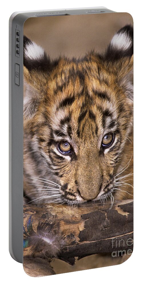 Bengal Tiger Cub and Peacock Feather Endangered Species Wildlife Rescue  Portable Battery Charger by Dave Welling - Fine Art America