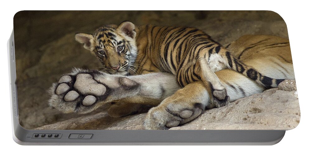 Feb0514 Portable Battery Charger featuring the photograph Bengal Tiger Cub On Paw Bandhavgarh Np by Suzi Eszterhas