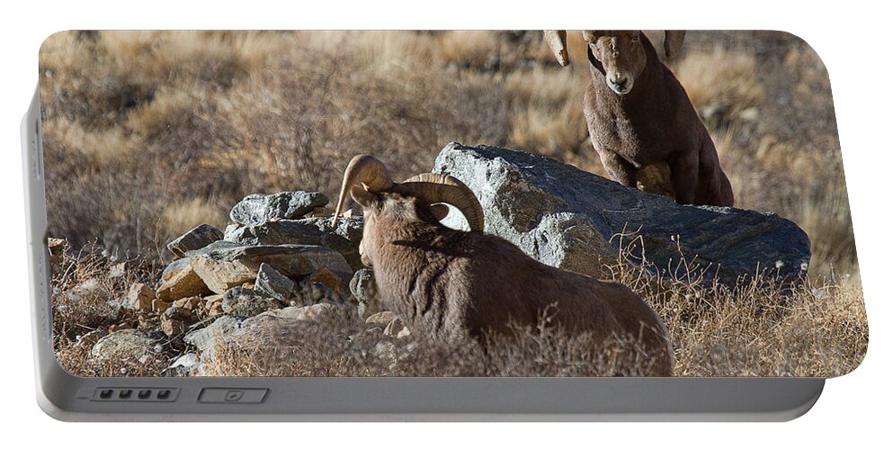 Bighorn Sheep Photograph Portable Battery Charger featuring the photograph Between a Rock and a Hard Place by Jim Garrison