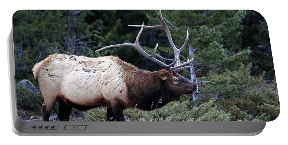 Elk Portable Battery Charger featuring the photograph Big Boy by Shane Bechler