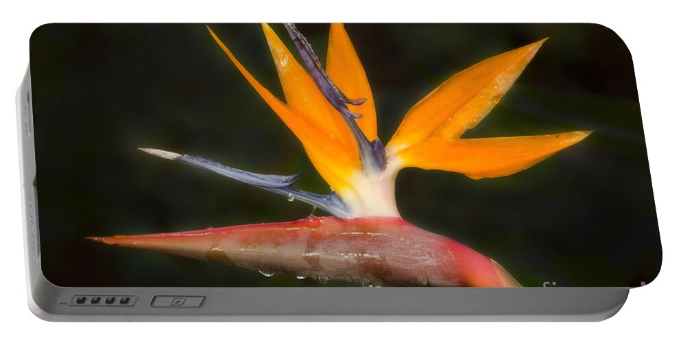 Paradise Portable Battery Charger featuring the photograph Bird of Paradise by Donna Greene