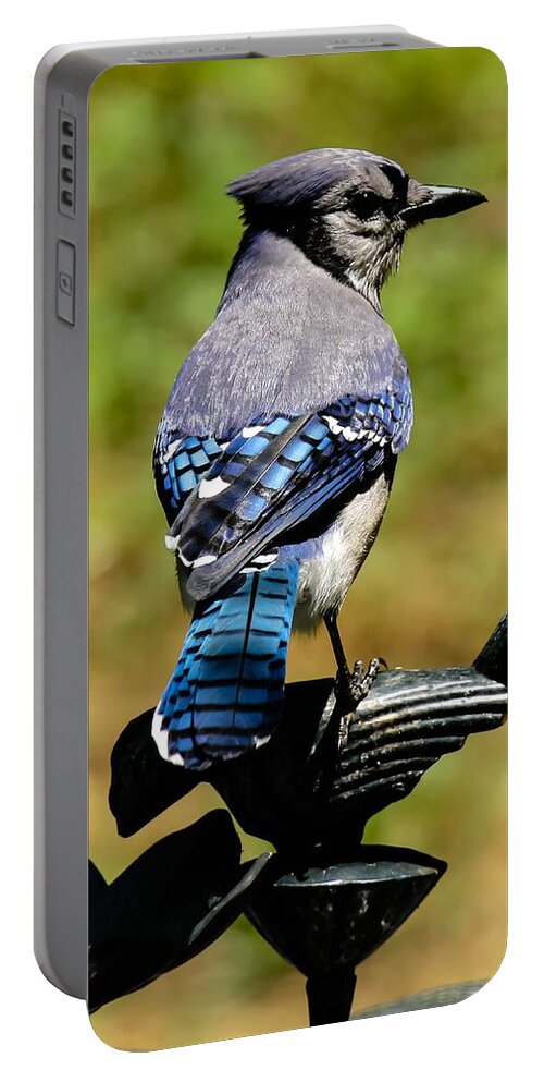 Bluejay Portable Battery Charger featuring the photograph Bird on a bird by Robert L Jackson