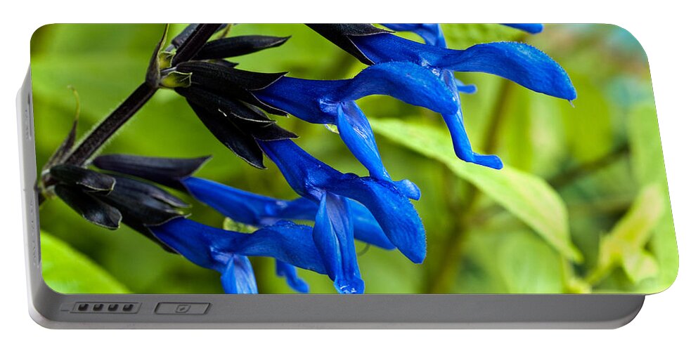 Salvia Portable Battery Charger featuring the photograph Black and Blue Salvia by Charles Hite