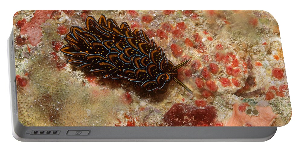 Animal Portable Battery Charger featuring the photograph Black And Gold Sea Slug by Newman & Flowers