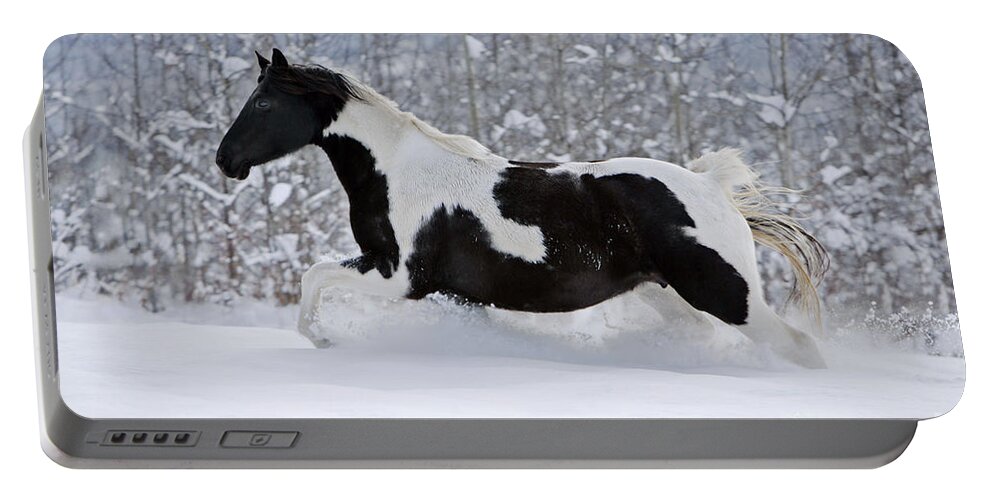 Black And White Portable Battery Charger featuring the photograph Black And White Paint Horse In Snow by Rolf Kopfle