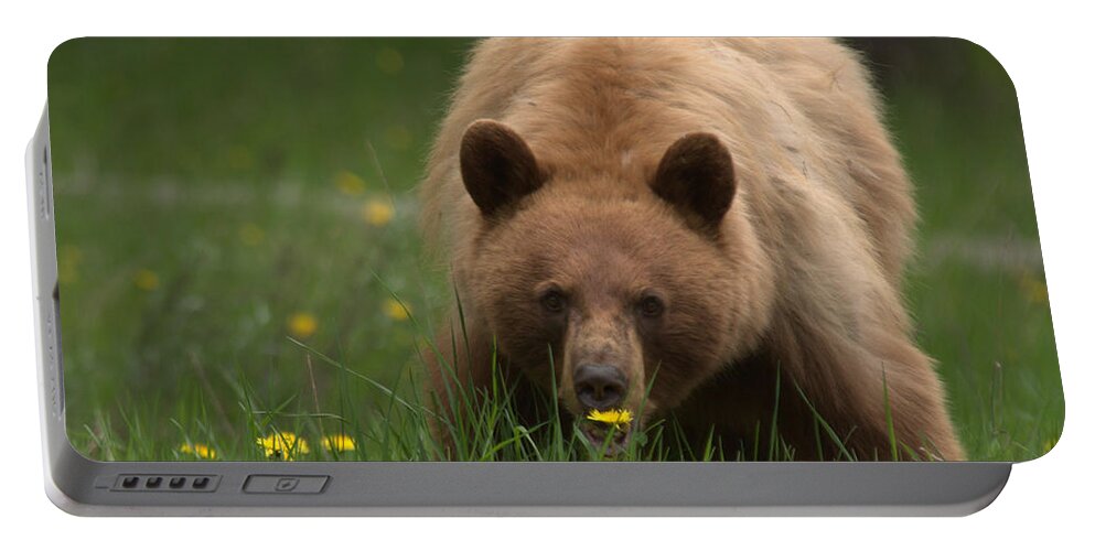 Bear Portable Battery Charger featuring the photograph Black Bear by Frank Madia