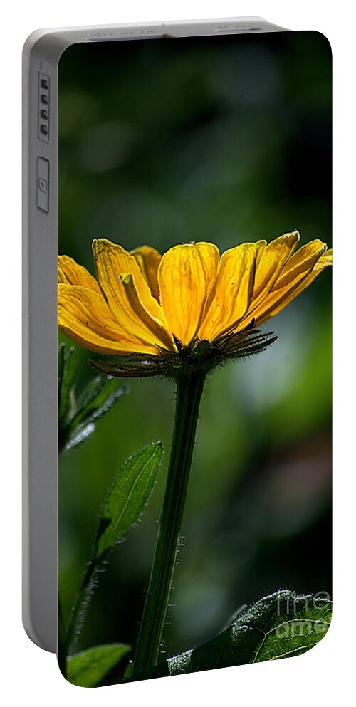 Black Eyed Susan Portable Battery Charger featuring the photograph Black Eyed Susan by Sharon Elliott