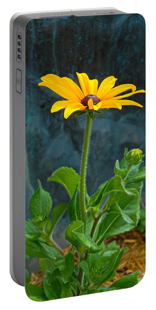 Black Eyed Susan Portable Battery Charger featuring the photograph Black Eyed Susan Solo by Robert Meyers-Lussier