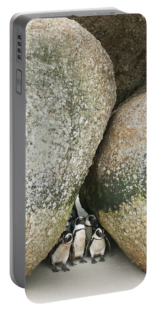 Feb0514 Portable Battery Charger featuring the photograph Black-footed Penguins Boulders Beach by Kevin Schafer