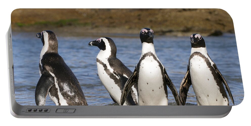Nis Portable Battery Charger featuring the photograph Black-footed Penguins On Beach Cape by Alexander Koenders