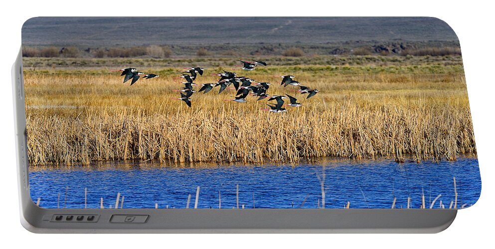Black-necked Stilts Portable Battery Charger featuring the photograph Black-Necked Stilts In Flight by Greg Norrell