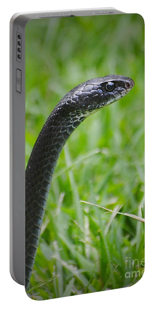 Snake Portable Battery Charger featuring the photograph Black Racer by Kathy Baccari