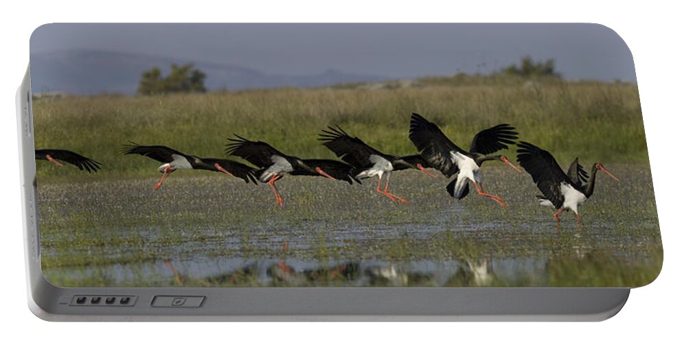 Nature Portable Battery Charger featuring the photograph Black Stork, Ciconia nigra, landing, photomontage. by Tony Mills