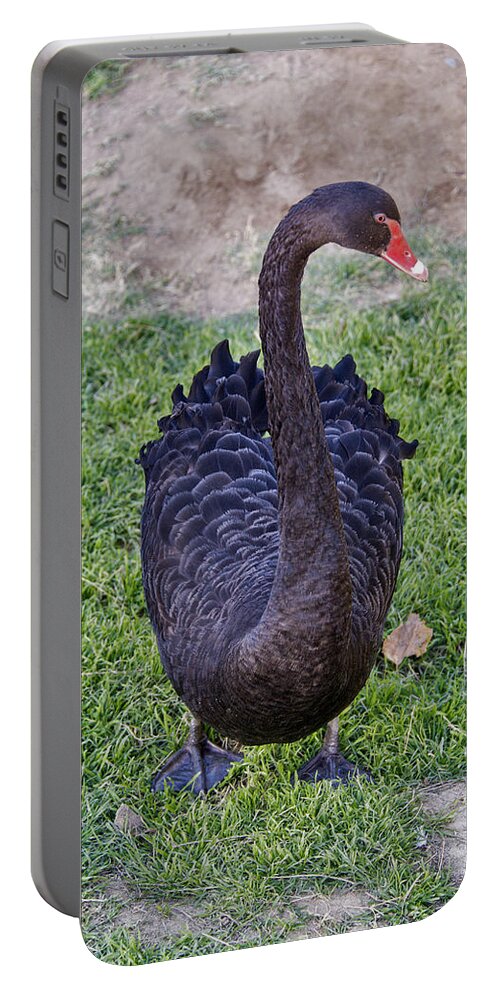 Nature Portable Battery Charger featuring the photograph Black Swan Cygnus Atratus by Mark Newman