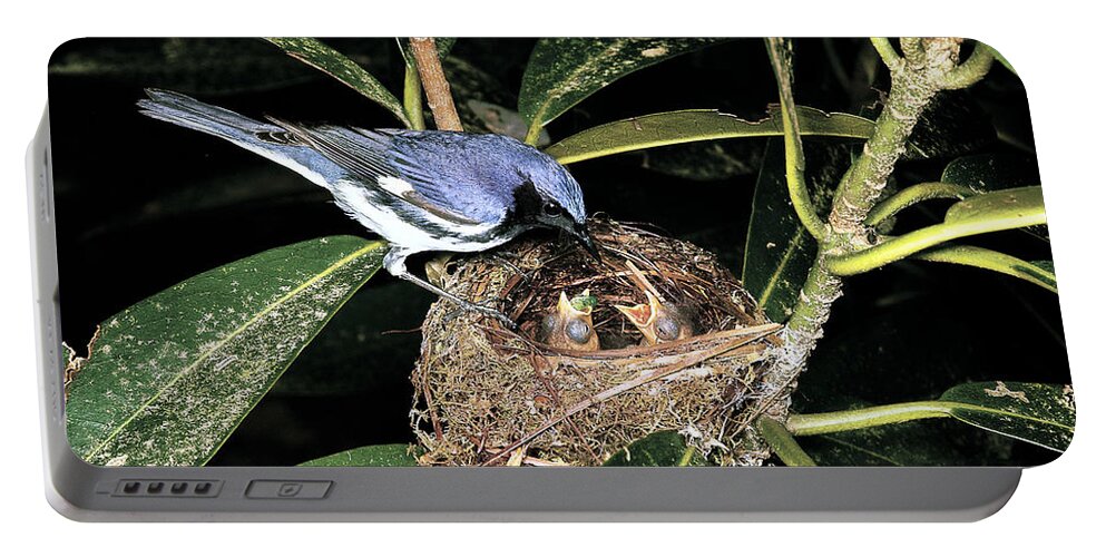 Animal Portable Battery Charger featuring the photograph Black-throated Blue Warbler by G Ronald Austing