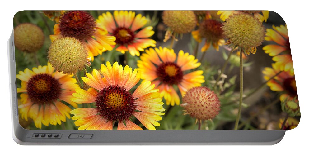 Blanket Flower Portable Battery Charger featuring the photograph Blanket Flowers by Belinda Greb