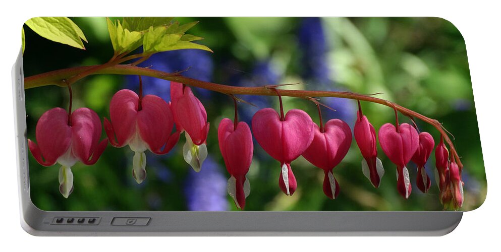 Flowers Portable Battery Charger featuring the photograph Bleeding Hearts by David T Wilkinson