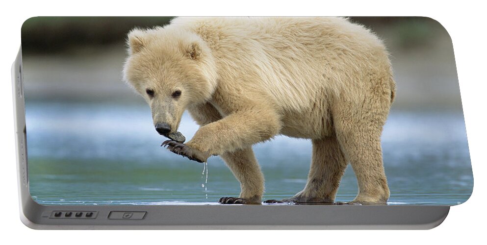 00345237 Portable Battery Charger featuring the photograph Blond Grizzly Playing With Stone by Yva Momatiuk John Eastcott