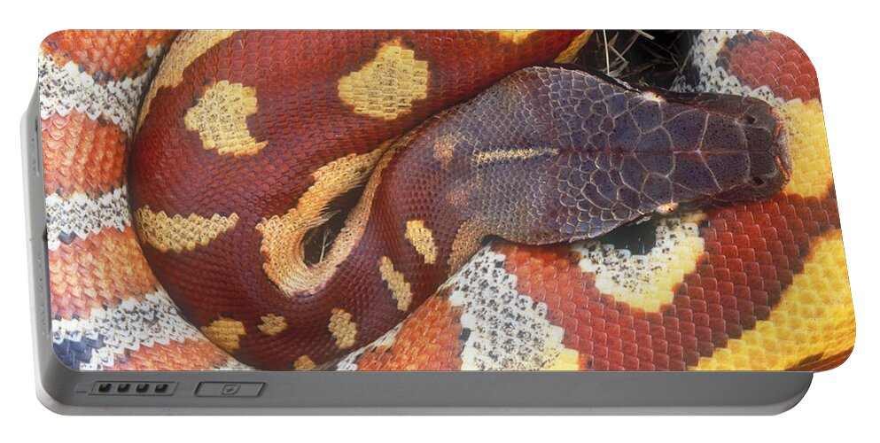 Blood Python Portable Battery Charger featuring the photograph Blood Python by Art Wolfe