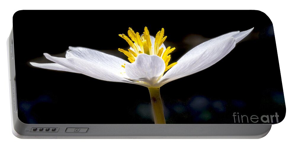 Flowers Portable Battery Charger featuring the photograph Bloodroot 1 by Steven Ralser