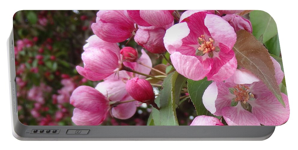 Blossom Portable Battery Charger featuring the photograph Blooming Cherry by Laurel Best
