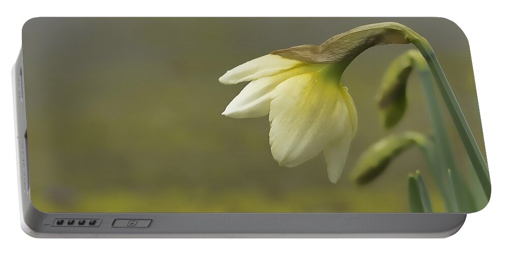 Daffodil Wall Art Portable Battery Charger featuring the photograph Blooming Daffodils by Ron Roberts