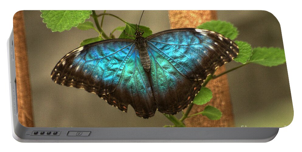 Butterfly Portable Battery Charger featuring the photograph Blue and Black Butterfly by Jeremy Hayden