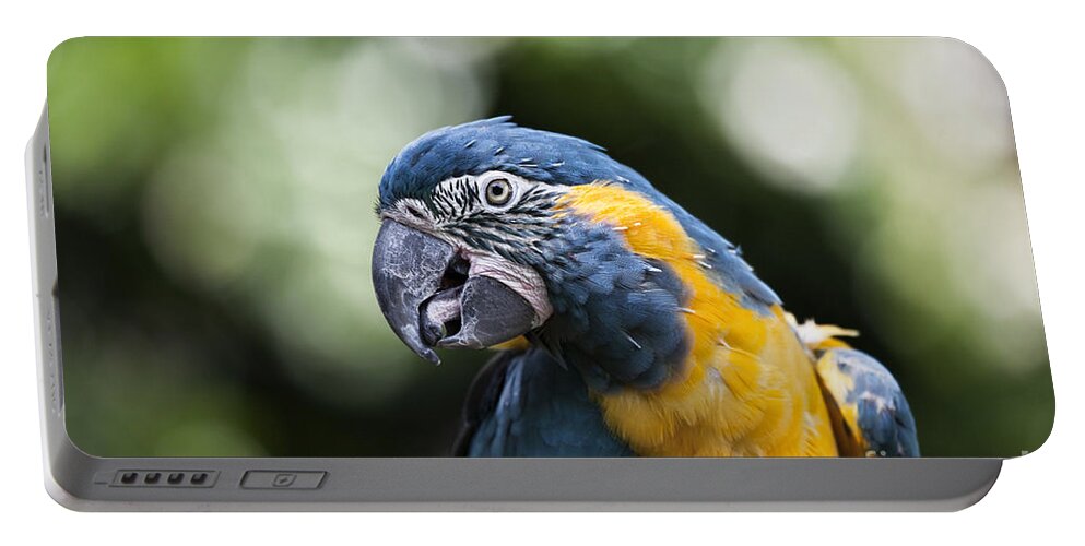 Blue Gold Macaw Portable Battery Charger featuring the photograph Blue and Gold Macaw V5 by Douglas Barnard