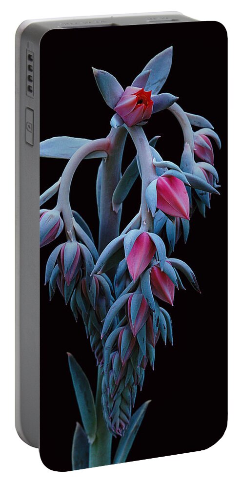 Succulent Portable Battery Charger featuring the photograph Blue and Pink Succulent by Robert Woodward