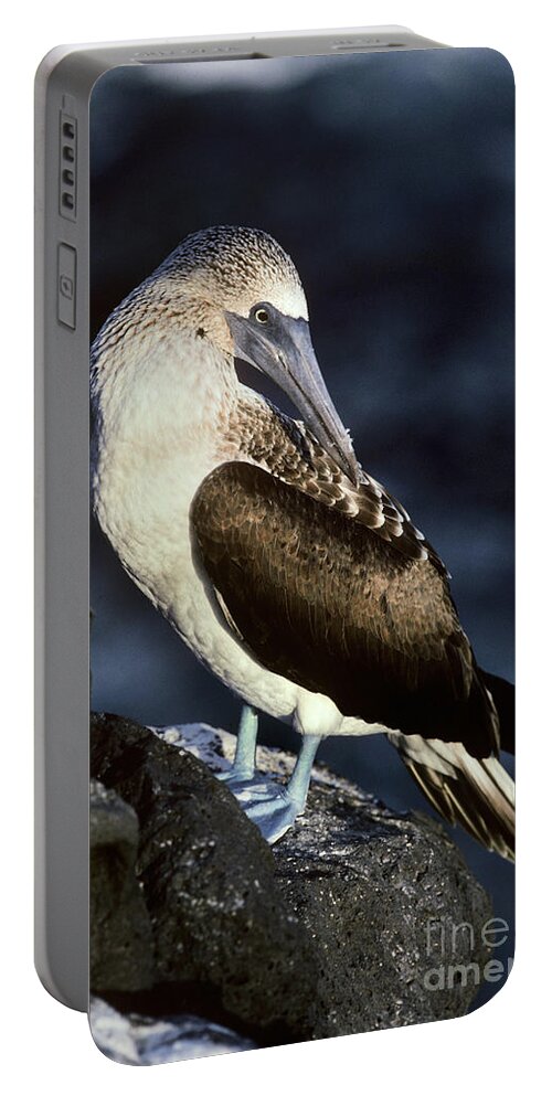 Sula Nebouxii Portable Battery Charger featuring the photograph Blue-footed Booby by Art Wolfe