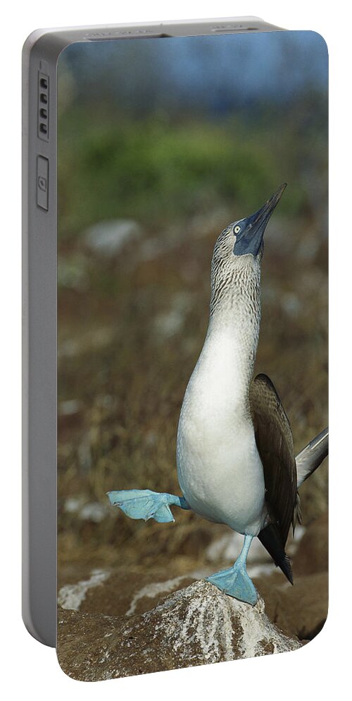 Feb0514 Portable Battery Charger featuring the photograph Blue-footed Booby Dancing Galapagos by Tui De Roy