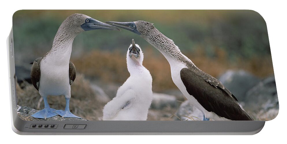 Feb0514 Portable Battery Charger featuring the photograph Blue-footed Booby Family Galapagos by Tui De Roy