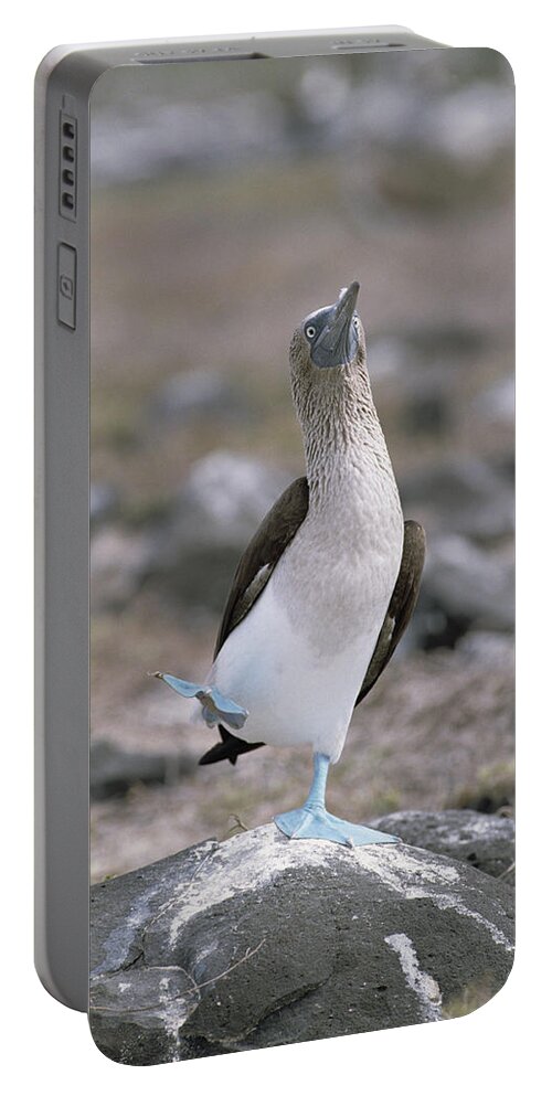 Feb0514 Portable Battery Charger featuring the photograph Blue-footed Booby In Courtship Dance by Konrad Wothe