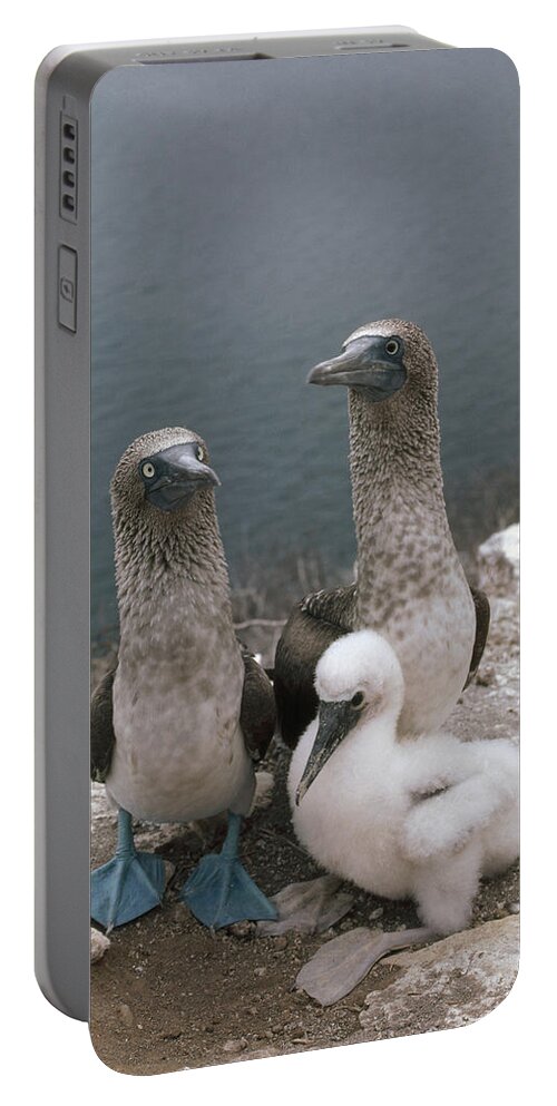 Feb0514 Portable Battery Charger featuring the photograph Blue-footed Booby Parents With Chick by Tui De Roy