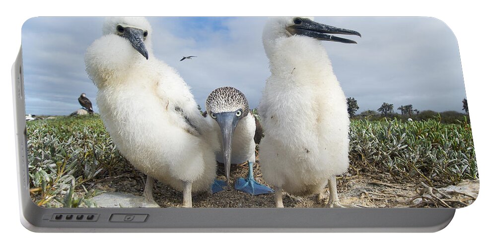 531696 Portable Battery Charger featuring the photograph Blue-footed Booby With Two Chicks by Tui De Roy