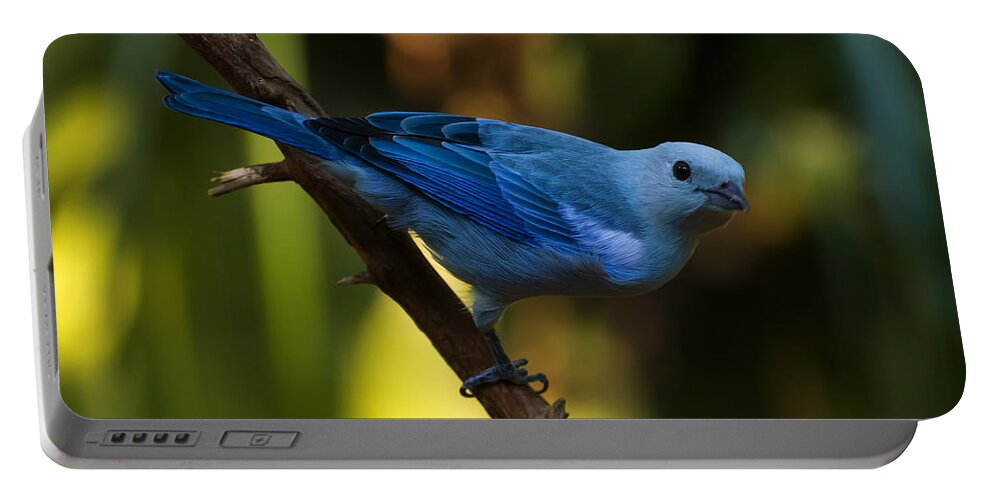 Bird Portable Battery Charger featuring the photograph Blue Grey Tanager by Flees Photos
