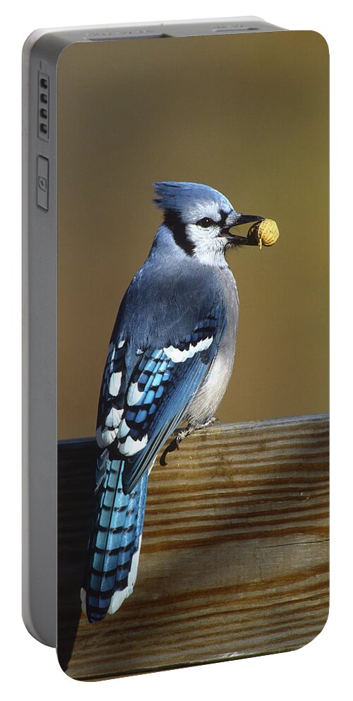 Feb0514 Portable Battery Charger featuring the photograph Blue Jay Carrying Peanut Long Island by Tom Vezo