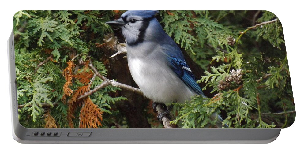 Blue Jay Portable Battery Charger featuring the photograph Blue Jay in cedar tree 2 by Brenda Brown