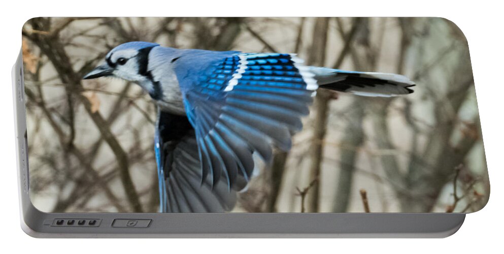 Blue Jay Portable Battery Charger featuring the photograph Blue Jay by Holden The Moment