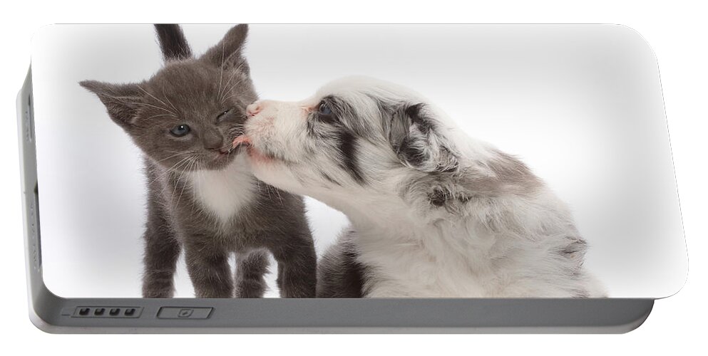 Adorable Portable Battery Charger featuring the photograph Blue Merle Border Collie Puppy Licking by Mark Taylor