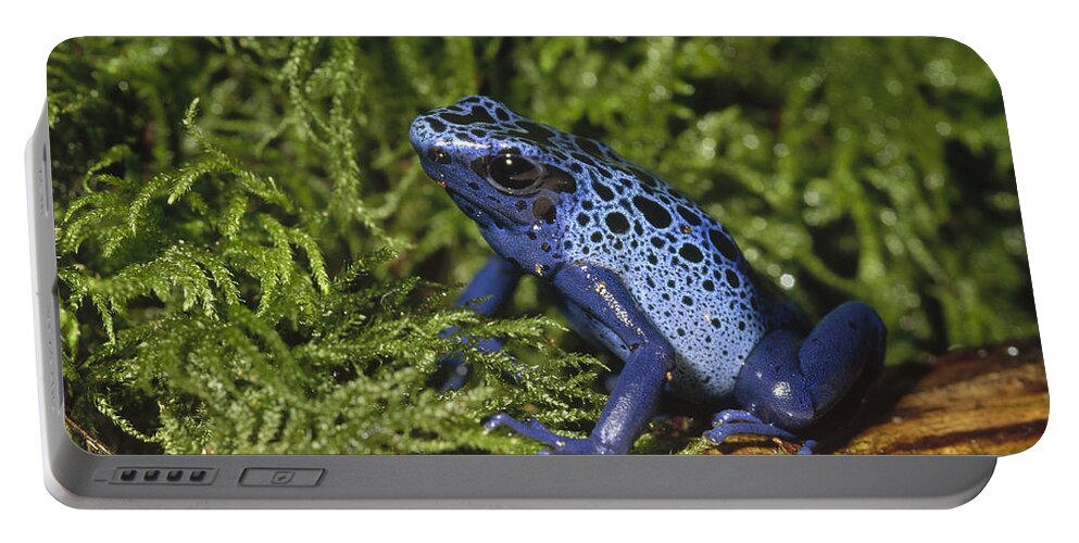 Feb0514 Portable Battery Charger featuring the photograph Blue Poison Dart Frog Surinam by Gerry Ellis