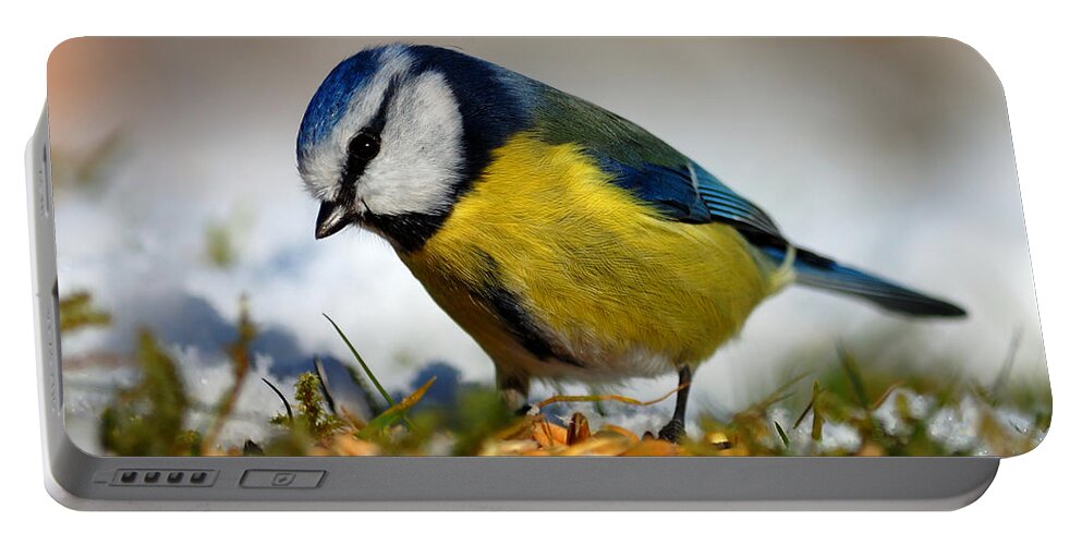 Blue Tit Portable Battery Charger featuring the photograph Blue tit by Gavin Macrae
