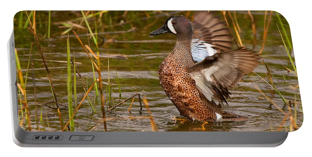 Blue-winged Teal Portable Battery Charger featuring the photograph Male Blue-winged Teal by Ram Vasudev