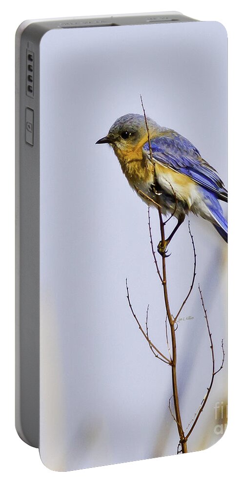 Bluebird Portable Battery Charger featuring the photograph Bluebird by Jan Killian